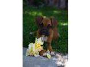 Boxer Puppy for sale in MONTROSE, CO, USA