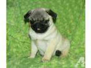 Pug Puppy for sale in EAGLE POINT, OR, USA