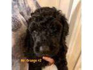 Mutt Puppy for sale in Florence, KY, USA