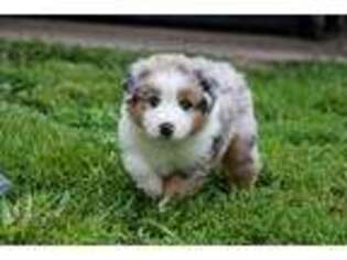 Miniature Australian Shepherd Puppy for sale in Eldon, MO, USA
