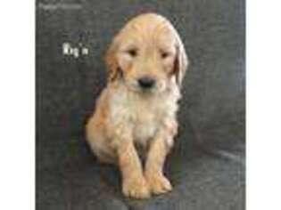 Goldendoodle Puppy for sale in Pagosa Springs, CO, USA