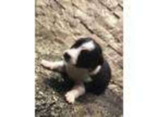 Border Collie Puppy for sale in Forney, TX, USA