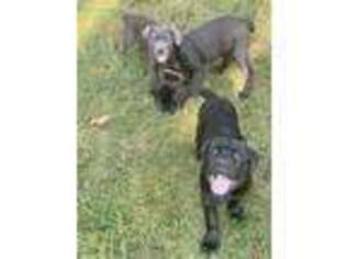 Cane Corso Puppy for sale in Spring Valley, OH, USA