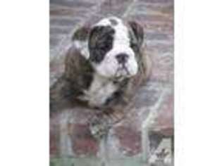 Bulldog Puppy for sale in CROSBY, TX, USA