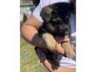 German Shepherd Dog Puppy for sale in New Bedford, MA, USA