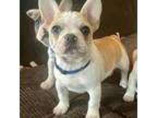 French Bulldog Puppy for sale in San Jose, CA, USA