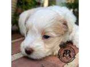 Mutt Puppy for sale in Savannah, GA, USA