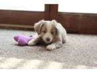 Miniature Australian Shepherd Puppy for sale in Newmanstown, PA, USA