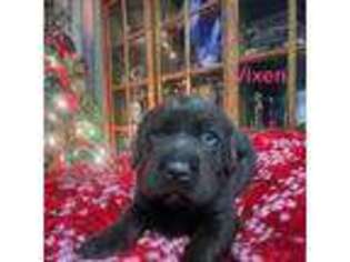 Labrador Retriever Puppy for sale in Hope Mills, NC, USA