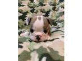 Bulldog Puppy for sale in Tyrone, PA, USA