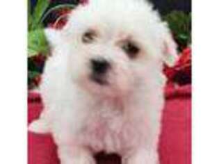 Maltese Puppy for sale in Ozone Park, NY, USA