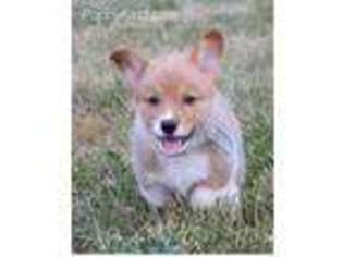 Pembroke Welsh Corgi Puppy for sale in Drexel, MO, USA