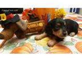 Dachshund Puppy for sale in Brazoria, TX, USA