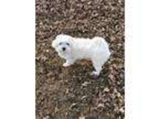 Maltese Puppy for sale in Ravenwood, MO, USA