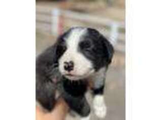 Border Collie Puppy for sale in Jamul, CA, USA