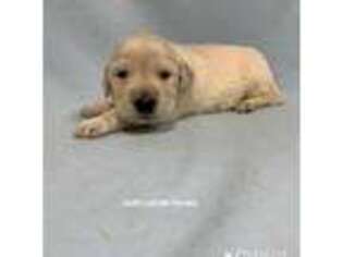 Golden Retriever Puppy for sale in Odessa, MO, USA