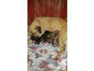 Mastiff Puppy for sale in RUSSIAVILLE, IN, USA
