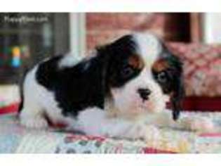 Cavalier King Charles Spaniel Puppy for sale in Aurora, SD, USA