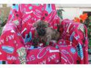 Cairn Terrier Puppy for sale in Lancaster, PA, USA