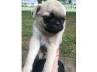 Pug Puppy for sale in Annapolis, MD, USA