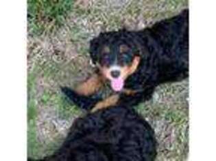 Mutt Puppy for sale in Fort Scott, KS, USA
