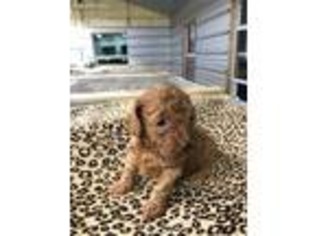 Mutt Puppy for sale in Summit, MS, USA