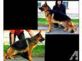 German Shepherd Dog Puppy for sale in LIGONIER, IN, USA