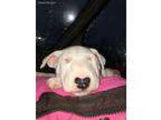 Bull Terrier Puppy for sale in Greenville, SC, USA