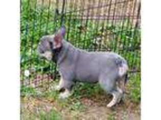 French Bulldog Puppy for sale in Warrensburg, MO, USA