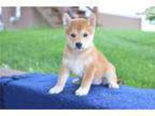 Shiba Inu Puppy for sale in Cleveland, OH, USA