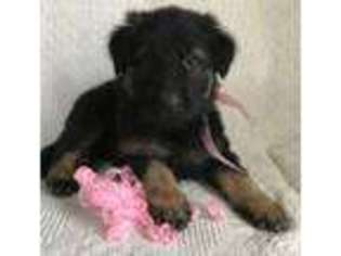 German Shepherd Dog Puppy for sale in Upland, IN, USA