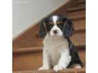 Cavalier King Charles Spaniel Puppy for sale in Reinholds, PA, USA