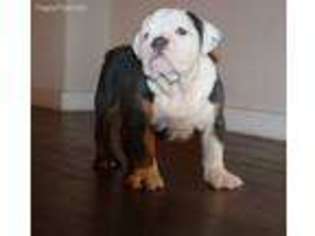 Bulldog Puppy for sale in Manvel, TX, USA