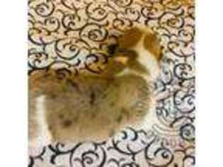 Cardigan Welsh Corgi Puppy for sale in Poolville, TX, USA