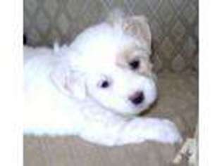 Coton de Tulear Puppy for sale in SAN RAMON, CA, USA