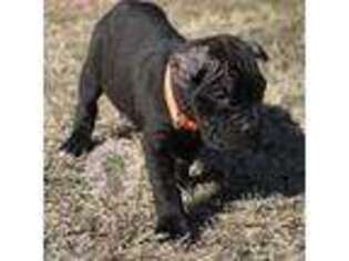 Cane Corso Puppy for sale in Copperas Cove, TX, USA
