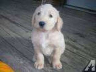 Labradoodle Puppy for sale in GLENFIELD, NY, USA