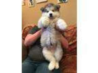 Alaskan Malamute Puppy for sale in Hennessey, OK, USA