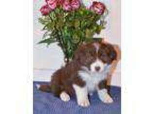Border Collie Puppy for sale in Clay Springs, AZ, USA