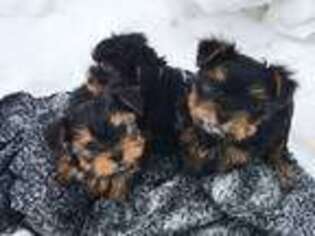 Yorkshire Terrier Puppy for sale in Fedora, SD, USA