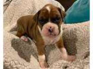 Boxer Puppy for sale in Homestead, IA, USA