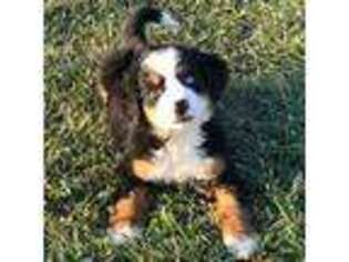 Bernese Mountain Dog Puppy for sale in Maryville, MO, USA