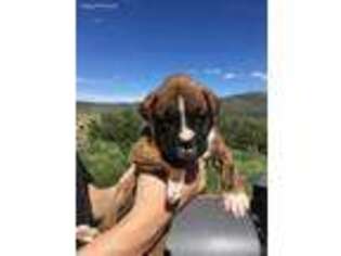 Boxer Puppy for sale in Hurricane, UT, USA
