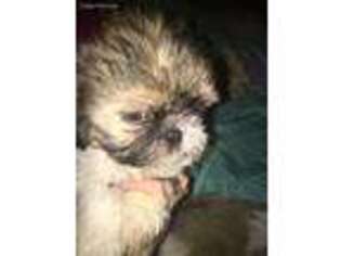 Mutt Puppy for sale in Crane Hill, AL, USA