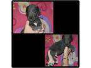 Great Dane Puppy for sale in Frazeysburg, OH, USA