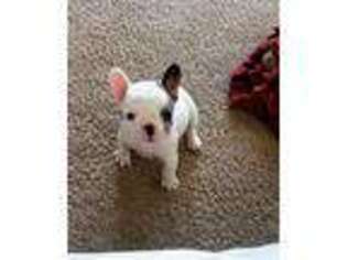 French Bulldog Puppy for sale in West Liberty, OH, USA