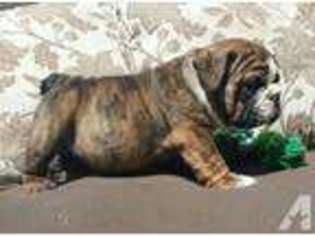 Bulldog Puppy for sale in WILDOMAR, CA, USA