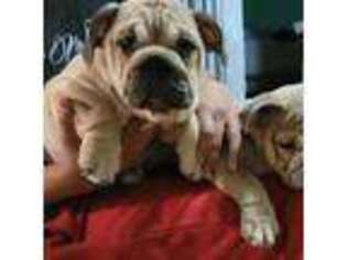 Bulldog Puppy for sale in Dade City, FL, USA
