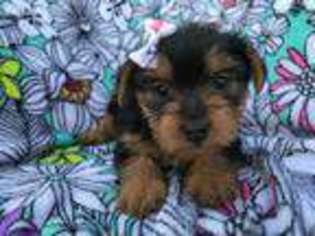 Yorkshire Terrier Puppy for sale in Kirkwood, PA, USA