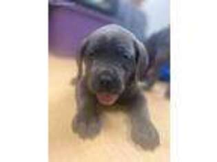 Cane Corso Puppy for sale in Nanticoke, PA, USA